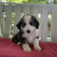 Kimmer, a female Bernese Mountain Dog for sale in Clarksville, MI – 2 of 2