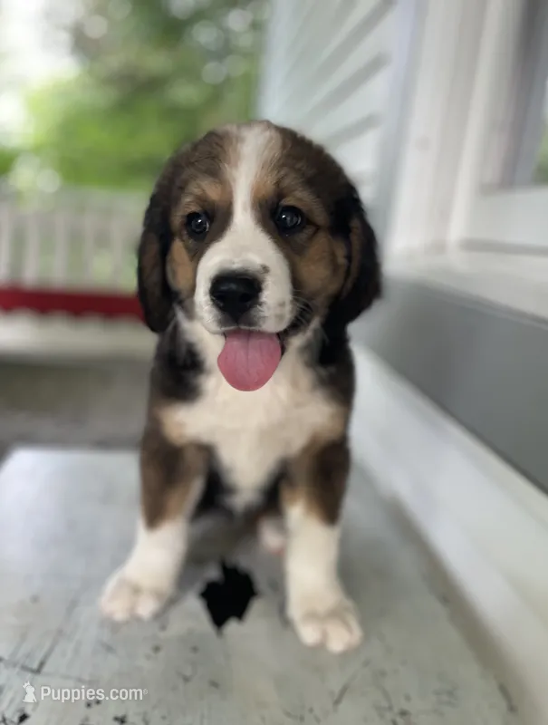 Gracie – Bernese Mountain Dog, Great Pyrenees puppy for sale in Clarksville, MI