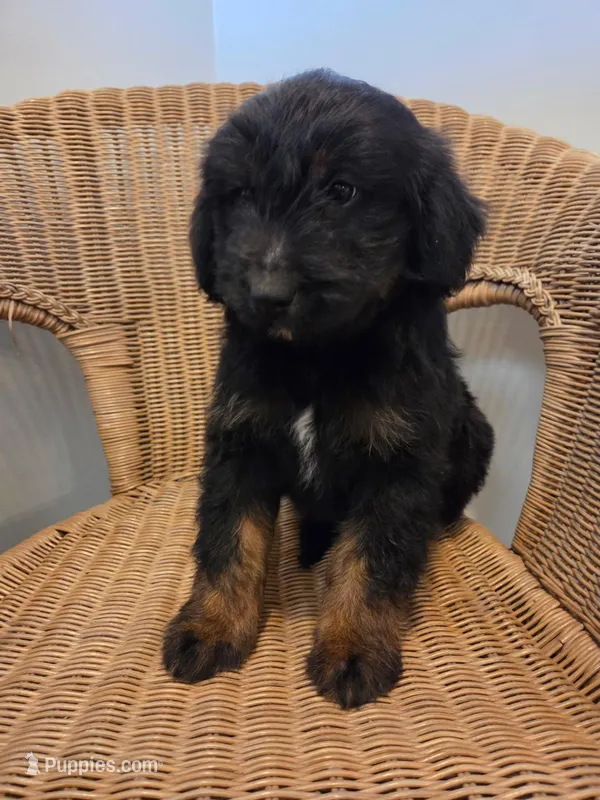 Ernie – Goldendoodle puppy for sale in Clarksville, MI