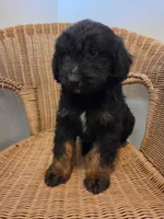 Ernie, a male Goldendoodle for sale in Clarksville, MI – Photo 1 of 4