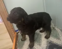 Ernie, a male Goldendoodle for sale in Clarksville, MI – Photo 3 of 3