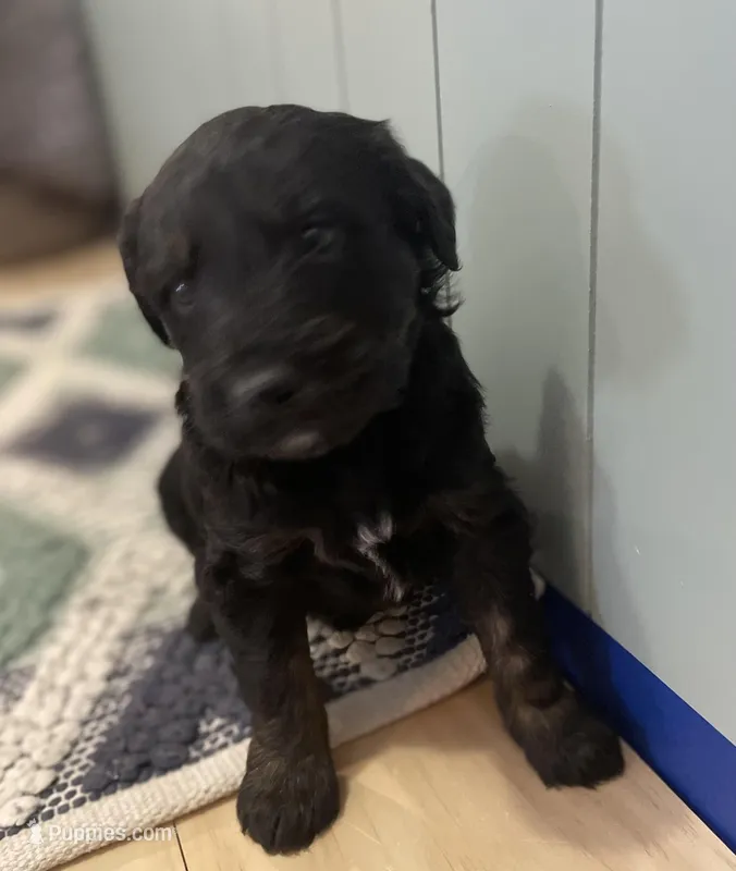 Ernie – Goldendoodle puppy for sale in Clarksville, MI