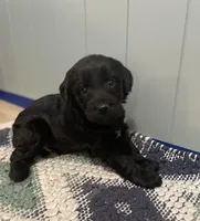 Ernie, a male Goldendoodle for sale in Clarksville, MI – Photo 2 of 2