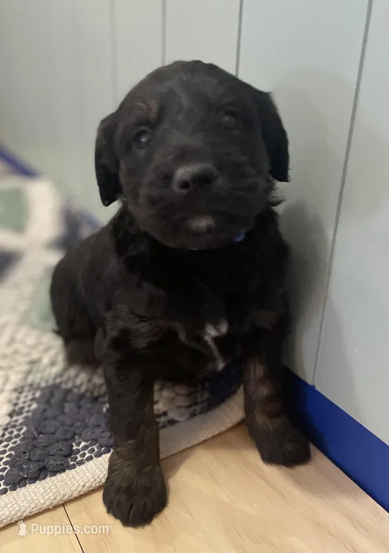 Ernie – Goldendoodle puppy for sale in Clarksville, MI