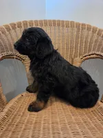 Ernie, a male Goldendoodle for sale in Clarksville, MI – Photo 2 of 4