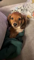 Bacon, a male Miniature Dachshund for sale in Corning, CA – 1 of 4