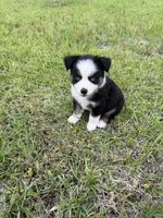 Skip, a male Toy Australian Shepherd for sale in Lumberton, MS – 2 of 3