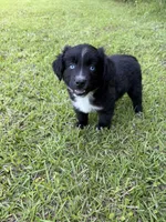 Sherlock, a male Miniature Australian Shepherd for sale in Lumberton, MS – 2 of 3