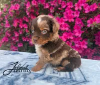 Milo, a male Toy Australian Shepherd for sale in Lumberton, MS – Photo 4 of 4