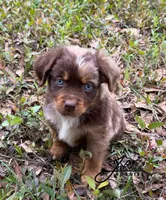 Milo, a male Toy Australian Shepherd for sale in Lumberton, MS – Photo 2 of 4