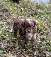 Milo, a male Toy Australian Shepherd for sale in Lumberton, MS – Photo 3 of 4