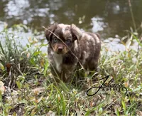 Milo, a male Toy Australian Shepherd for sale in Lumberton, MS – Photo 1 of 4