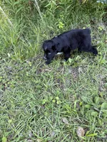 Sherlock, a male Miniature Australian Shepherd for sale in Lumberton, MS – 3 of 3