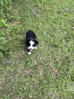 Sailor, a male Toy Australian Shepherd for sale in Lumberton, MS – 2 of 3