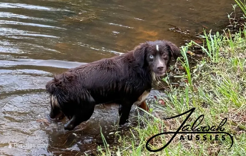 Max – Toy Australian Shepherd puppy for sale in Lumberton, MS