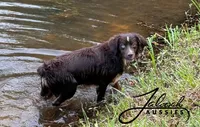Max, a male Toy Australian Shepherd for sale in Lumberton, MS – 1 of 5