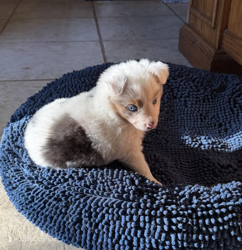 Victoria, a female Toy Australian Shepherd for sale in Lumberton, MS – 1 of 5
