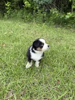 Skip, a male Toy Australian Shepherd for sale in Lumberton, MS – 3 of 3