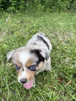 Star, a female Toy Australian Shepherd for sale in Lumberton, MS – 3 of 3