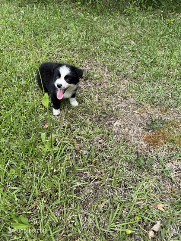 Sailor – Toy Australian Shepherd puppy for sale in Lumberton, MS