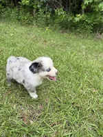 Skye, a female Toy Australian Shepherd for sale in Lumberton, MS – 2 of 3