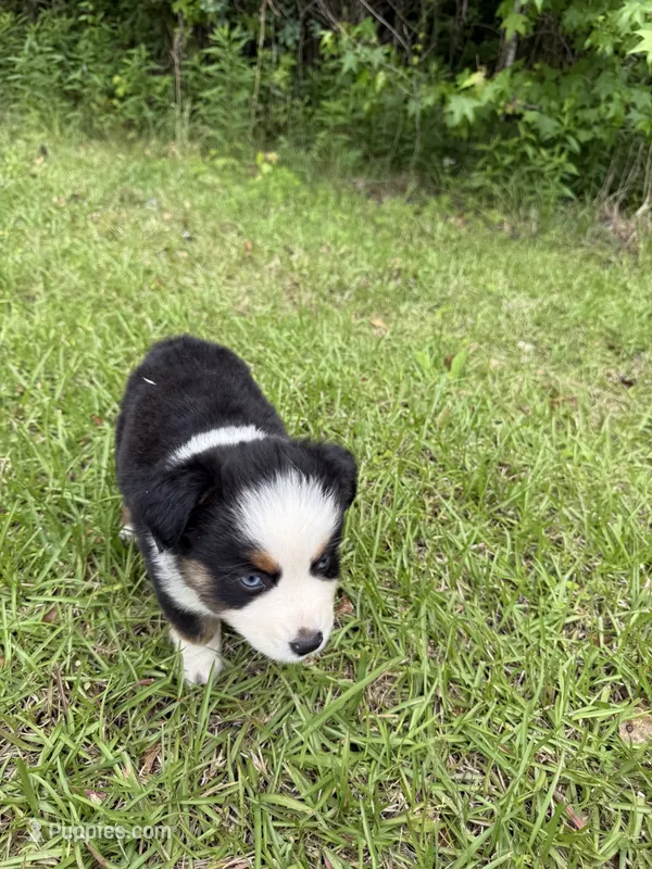 Skip – Toy Australian Shepherd puppy for sale in Lumberton, MS