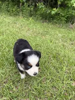 Skip, a male Toy Australian Shepherd for sale in Lumberton, MS – 1 of 3