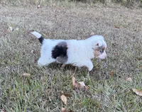Victoria, a female Toy Australian Shepherd for sale in Lumberton, MS – 5 of 5