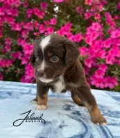 Max, a male Toy Australian Shepherd for sale in Lumberton, MS – Photo 4 of 4