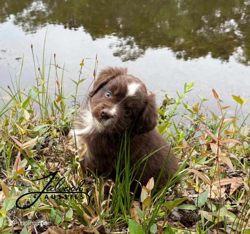 Max – Toy Australian Shepherd puppy for sale in Lumberton, MS