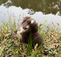 Max, a male Toy Australian Shepherd for sale in Lumberton, MS – Photo 1 of 4