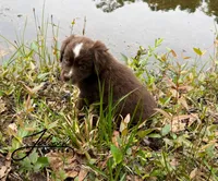 Max, a male Toy Australian Shepherd for sale in Lumberton, MS – Photo 2 of 4