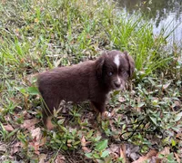 Max, a male Toy Australian Shepherd for sale in Lumberton, MS – Photo 3 of 4
