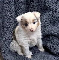 Victoria, a female Toy Australian Shepherd for sale in Lumberton, MS – 2 of 5