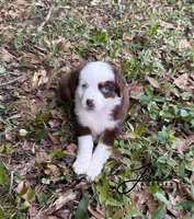 Molly, a female Toy Australian Shepherd for sale in Lumberton, MS – Photo 3 of 4