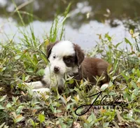 Molly, a female Toy Australian Shepherd for sale in Lumberton, MS – Photo 2 of 4