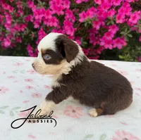Molly, a female Toy Australian Shepherd for sale in Lumberton, MS – Photo 4 of 4