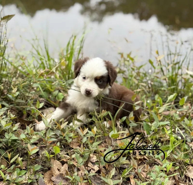 Molly – Toy Australian Shepherd puppy for sale in Lumberton, MS