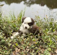 Molly, a female Toy Australian Shepherd for sale in Lumberton, MS – Photo 1 of 4