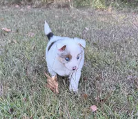 Victoria, a female Toy Australian Shepherd for sale in Lumberton, MS – 4 of 5