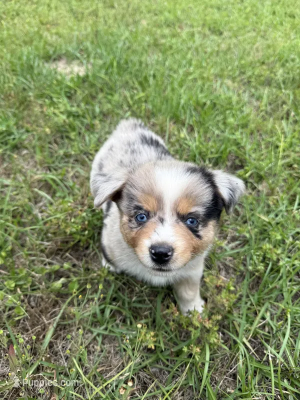 Star – Toy Australian Shepherd puppy for sale in Lumberton, MS