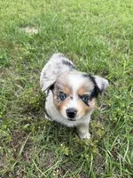 Star, a female Toy Australian Shepherd for sale in Lumberton, MS – 1 of 3