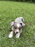 Star, a female Toy Australian Shepherd for sale in Lumberton, MS – 2 of 3