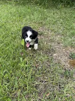 Sailor, a male Toy Australian Shepherd for sale in Lumberton, MS – 3 of 3