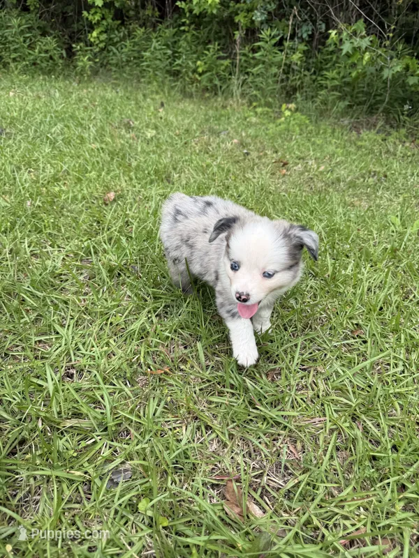 Skye – Toy Australian Shepherd puppy for sale in Lumberton, MS