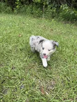 Skye, a female Toy Australian Shepherd for sale in Lumberton, MS – 1 of 3