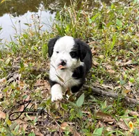 Millie, a female Toy Australian Shepherd for sale in Lumberton, MS – Photo 2 of 4