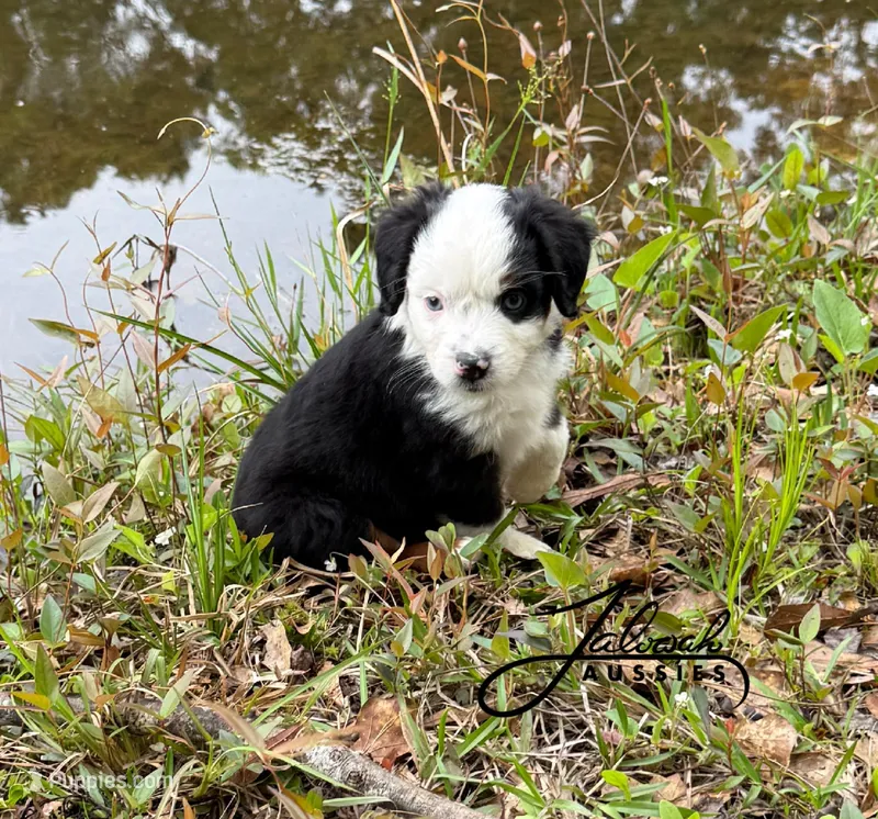 Millie – Toy Australian Shepherd puppy for sale in Lumberton, MS