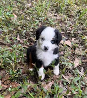 Millie, a female Toy Australian Shepherd for sale in Lumberton, MS – Photo 3 of 4