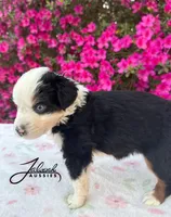 Millie, a female Toy Australian Shepherd for sale in Lumberton, MS – Photo 4 of 4